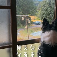 家から遠ざかる車を窓から見つめる犬