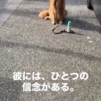 おすわりするチェスターくん