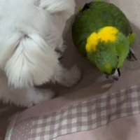 55歳のインコさん！！