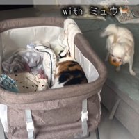 赤ちゃんが泣いた時のニコちゃん2