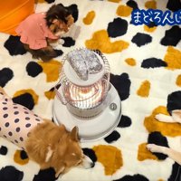 仲良くストーブを囲む3匹