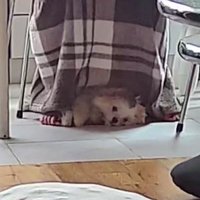 ママの足元が定位置です