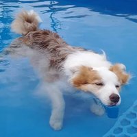 プールで遊ぶボーダーコリー