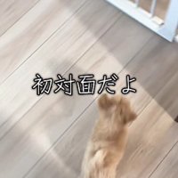 子犬のきびだんごちゃん