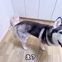 玄関に佇む犬
