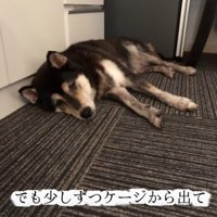 ケージの外で横になる老犬