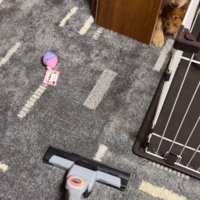 掃除機を見て隙間に逃げ込んだ2匹の犬