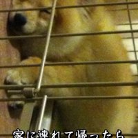 家族の一員として迎えた