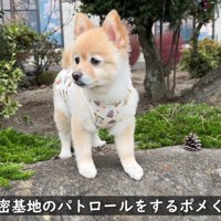 さっそく庭の見回り