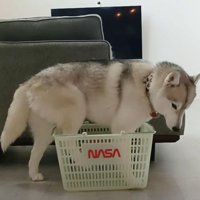 後ろ足を入れて…