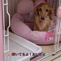 きょとんとする犬