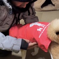 赤のカッパを着る柴犬
