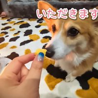 ハルちゃんはお目目キラキラ♪