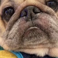 表情豊かなデビちゃん2