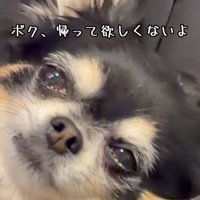 切ない表情で横になる犬