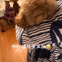 顔をうずめる犬4