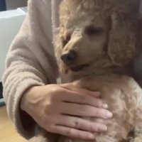 お腹を撫でられる犬