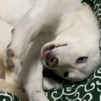 ベッドで丸まる柴犬