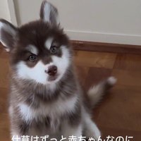 琥珀くんの成長記録4