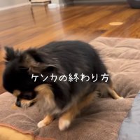 よもぎ君VSしょうぶ君の喧嘩8