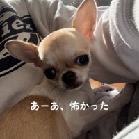 人に抱っこされる犬