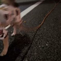 枝を引きずりながら歩いていますが…