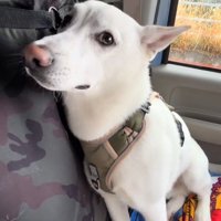 音を立てて動くワイパーを横目で見る犬
