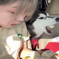バナナを食べる犬3
