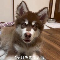 琥珀くんの成長記録⑩