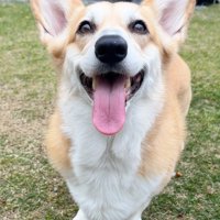 ニコニコ