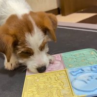 容器に顔を近づける茶太郎くん