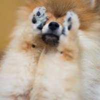 思わず撮りたくなる！