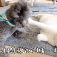 じゃれ合って遊んでいます♪