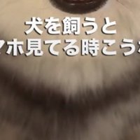 犬の顔の下