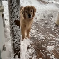 楽しそうにしっぽをフリフリ♪