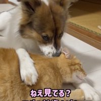 コツがあるそうです