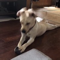靴下を押さえて夢中な犬
