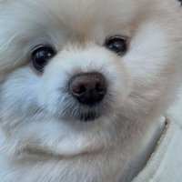 アップのぽちゃちゃん