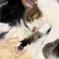 眠る猫