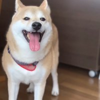 舌を出して笑う犬