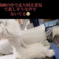 「どこにいるのぉ」