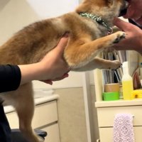 子犬に顔を寄せる先生