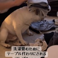 小型犬の上でタオルを畳む飼い主