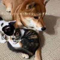 こむぎさんと子猫たち