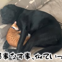 ムニくんと猫たちの尊い関係2