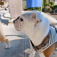 お寺の中に入る2頭の犬