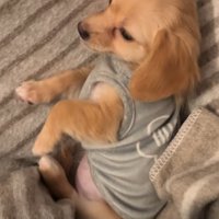 驚く子犬
