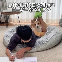 宿題中の男の子とココちゃん