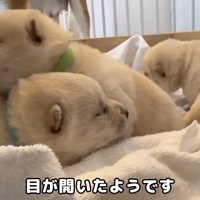 赤ちゃん犬たちの目が開いてきたら…