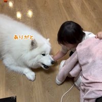 おもちゃを咥えるこはくちゃん